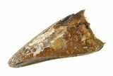 Juvenile Tyrannosaur (Nanotyrannus) Premax Tooth - Montana #338697-1